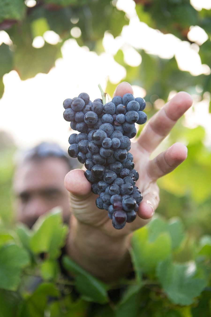 Grappe tenue dans la vigne