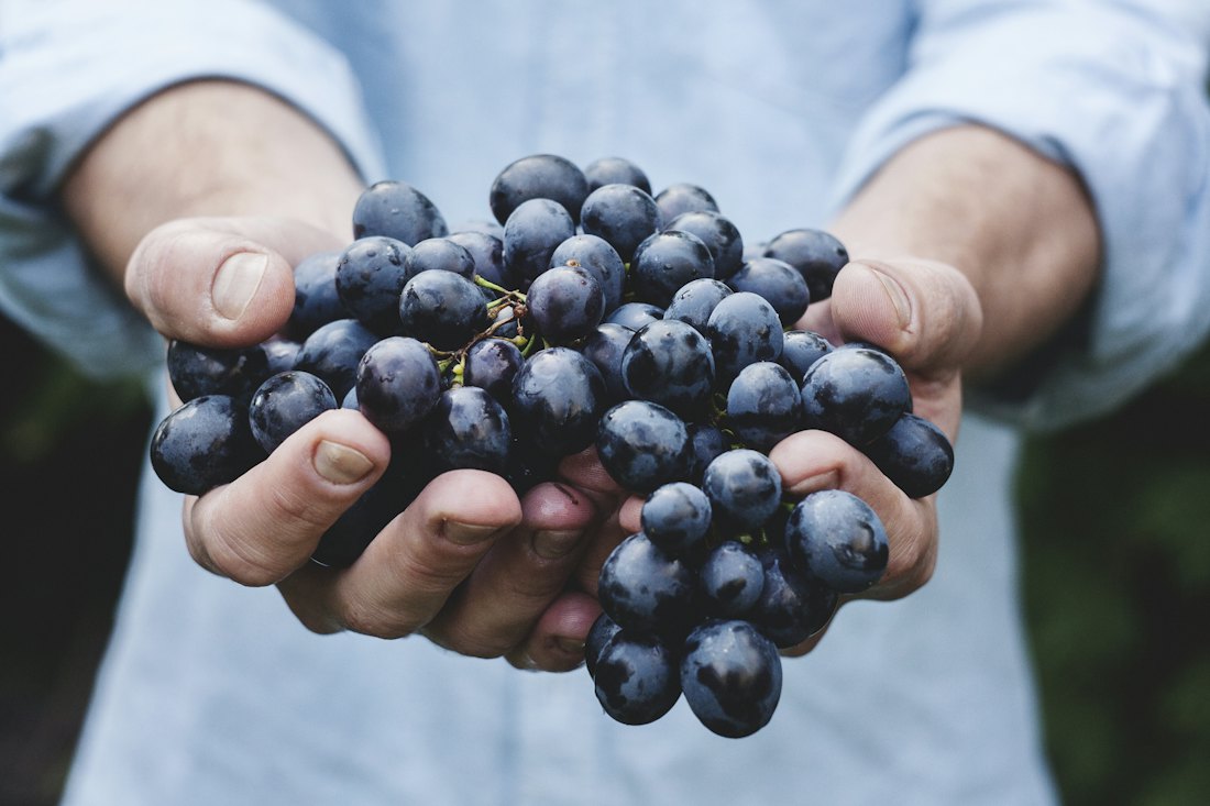 Grappes de raisin noir tenues à pleines mains