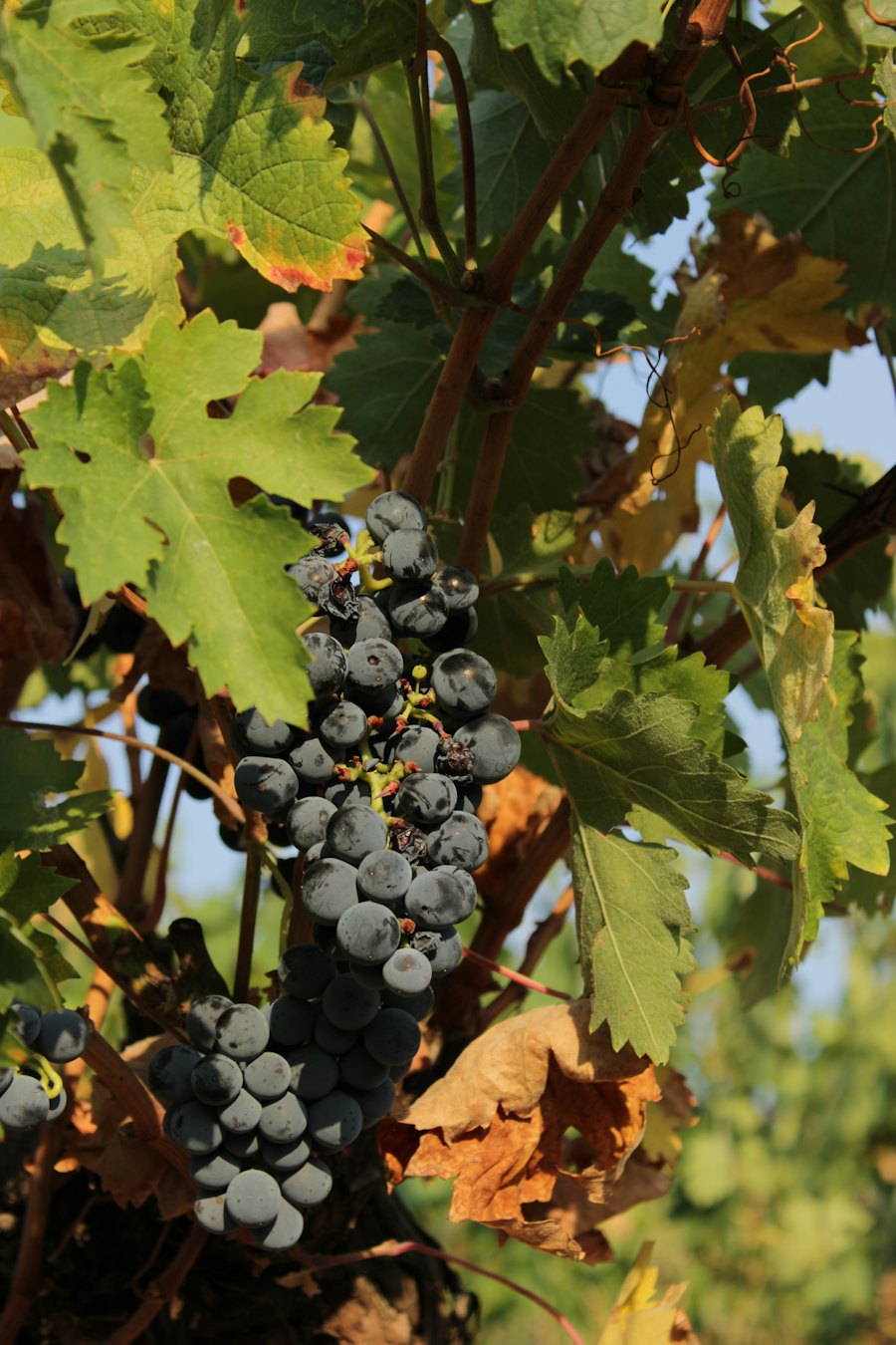 Grappes et feuilles de vigne