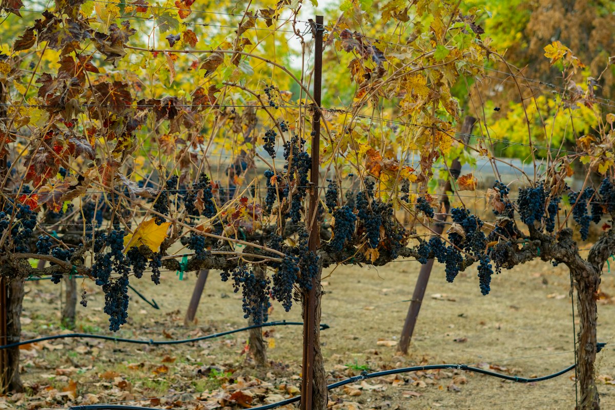 Vignes en fin de saison