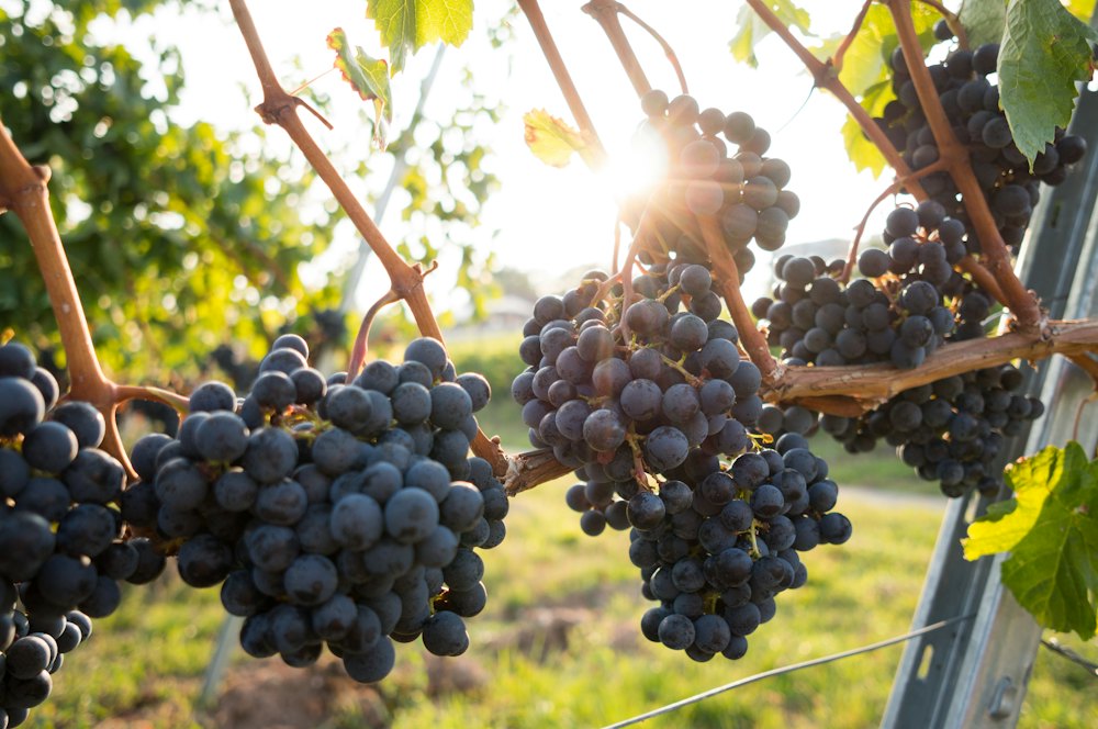 Grappes de raisin noir sur la vigne
